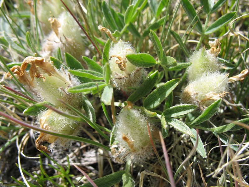 Oxytropis eriocarpa photo 6
