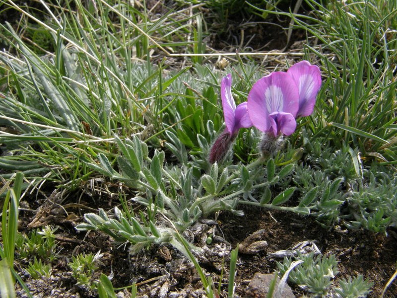 Oxytropis eriocarpa photo 7