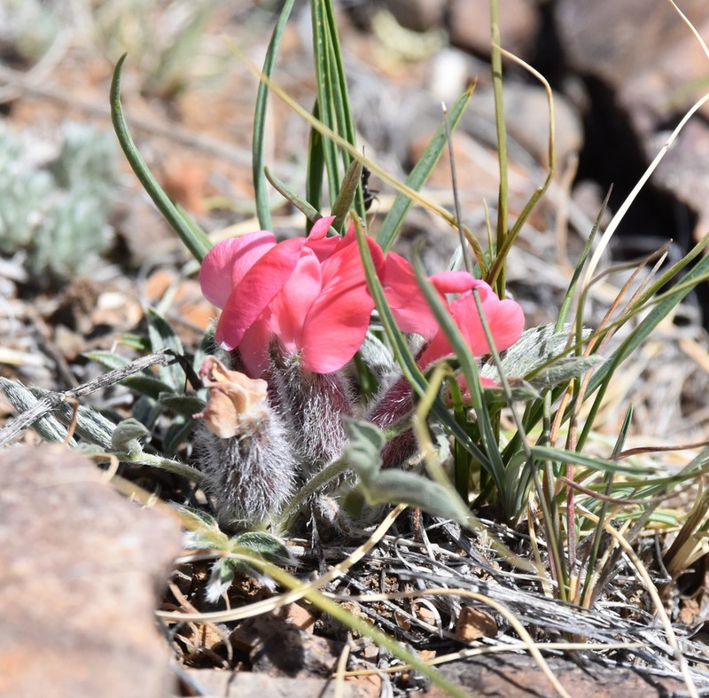 Oxytropis eriocarpa photo 8