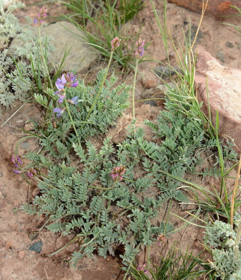 Oxytropis ervicarpa