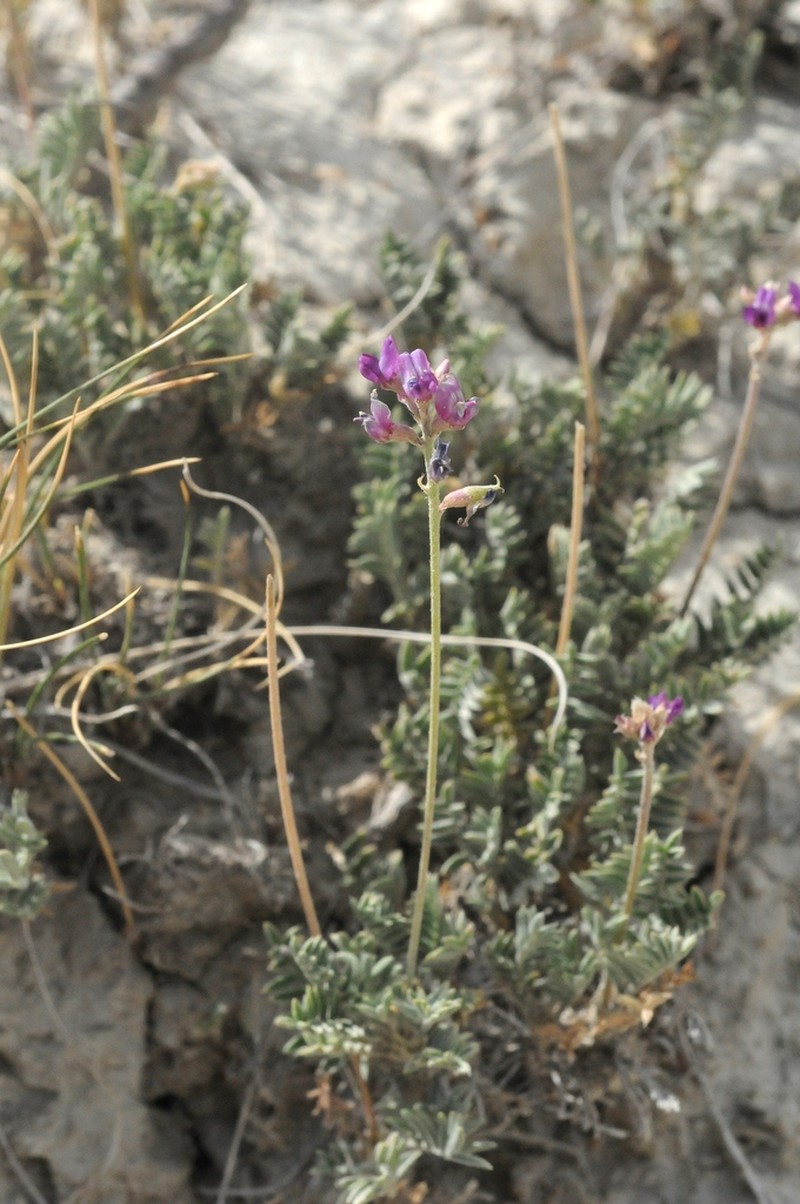 Oxytropis ervicarpa photo 2