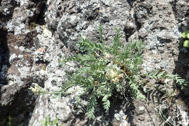 Oxytropis evenorum photo 2