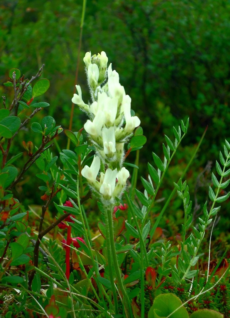 Oxytropis evenorum photo 3