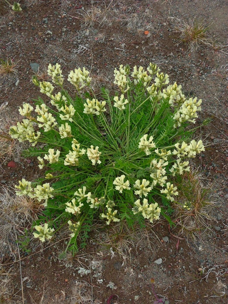 Oxytropis evenorum photo 4