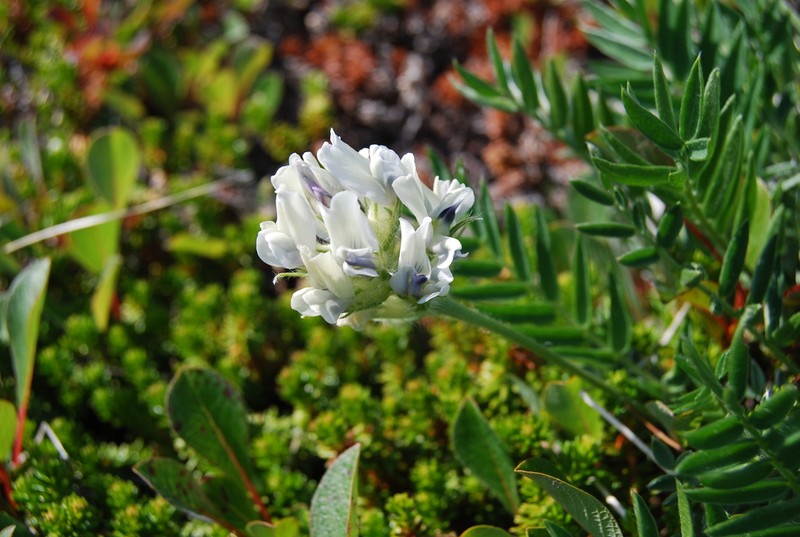 Oxytropis evenorum photo 5