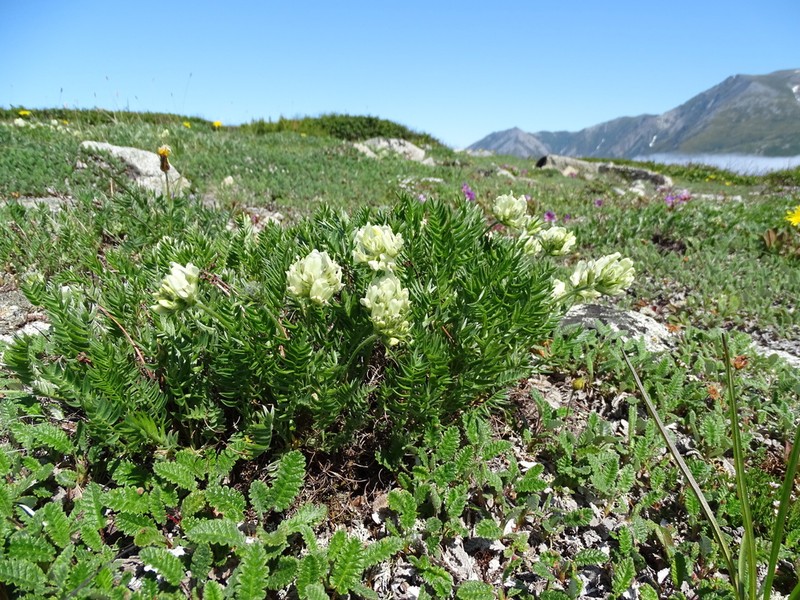 Oxytropis evenorum photo 6