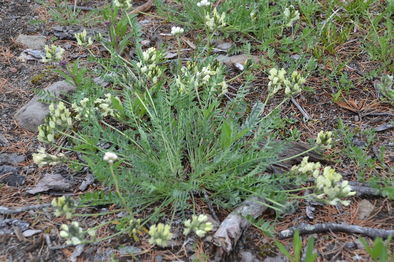 Oxytropis evenorum photo 7