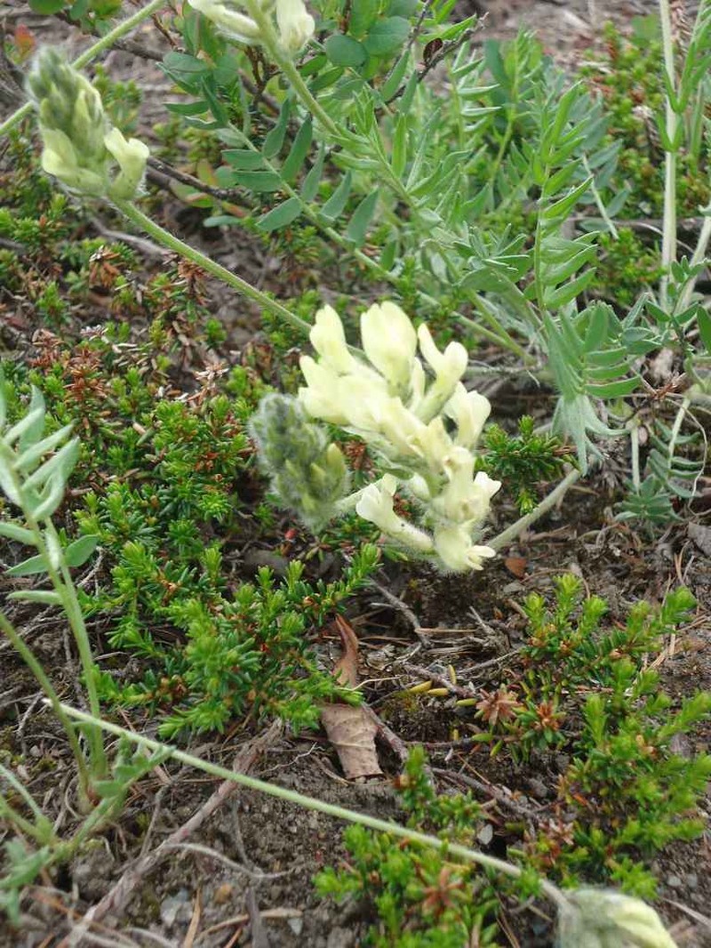 Oxytropis evenorum photo 8