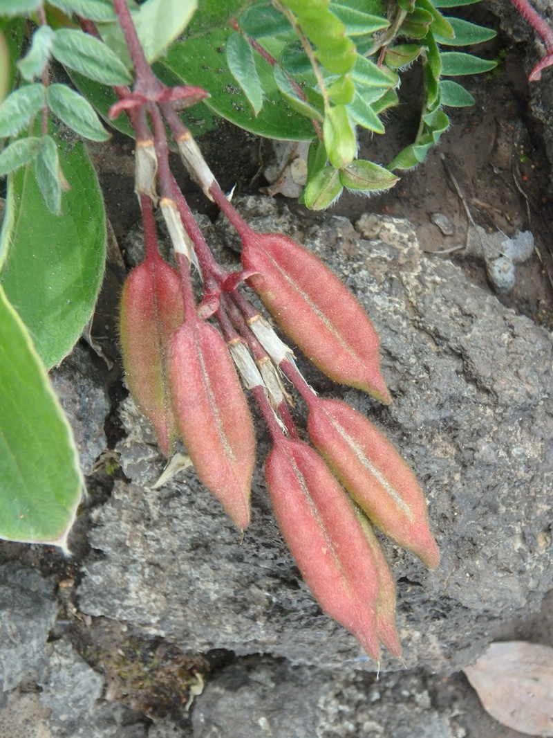 Oxytropis exserta