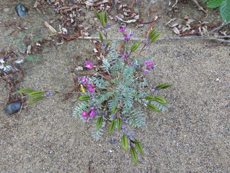 Oxytropis exserta photo 2