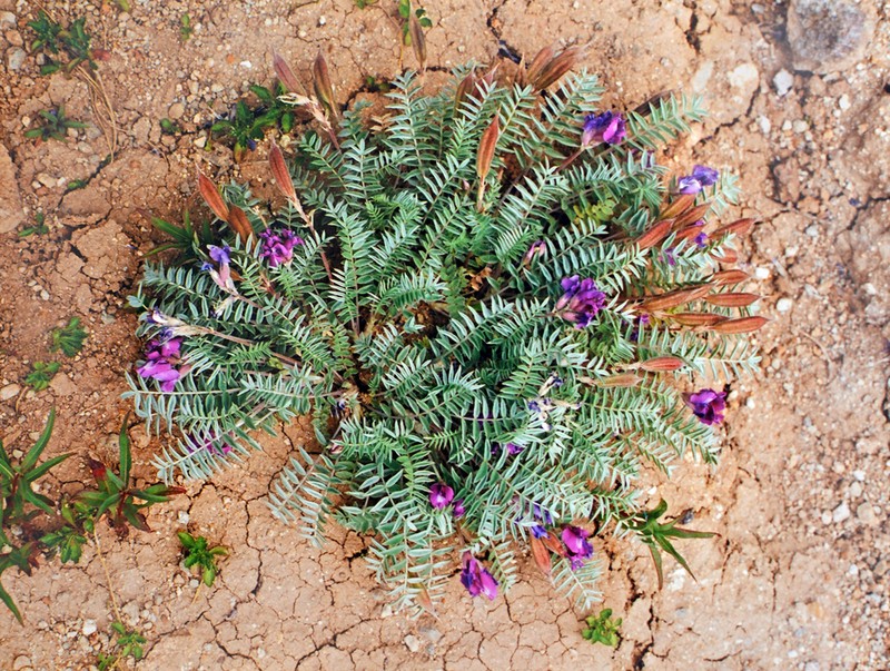 Oxytropis exserta photo 3