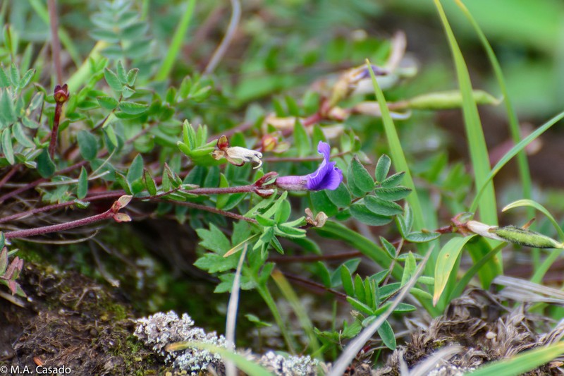 Oxytropis exserta photo 4