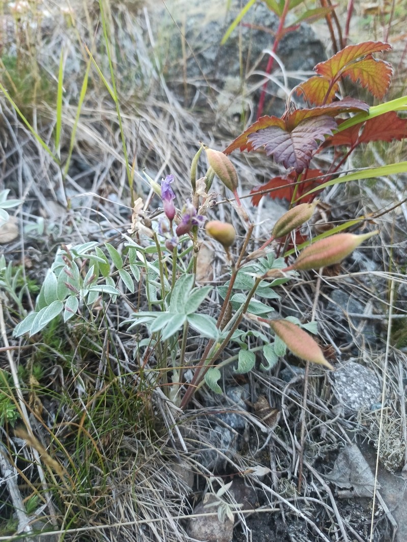 Oxytropis exserta photo 5