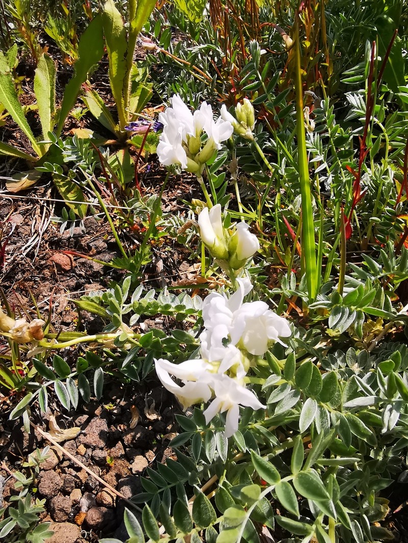Oxytropis exserta photo 6