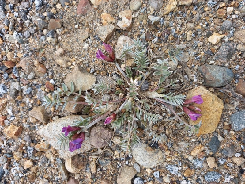 Oxytropis exserta photo 7