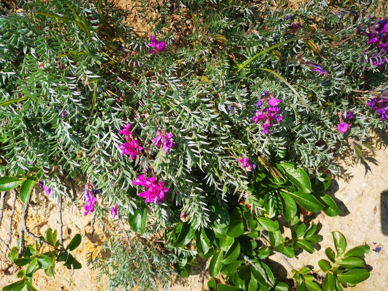 Oxytropis exserta photo 8