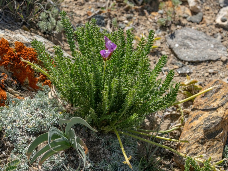 Oxytropis falcata