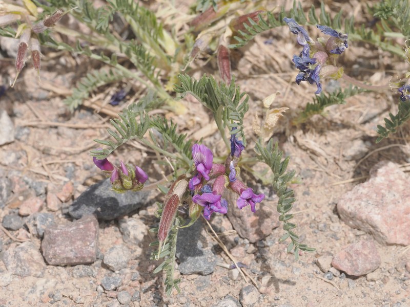 Oxytropis falcata photo 2