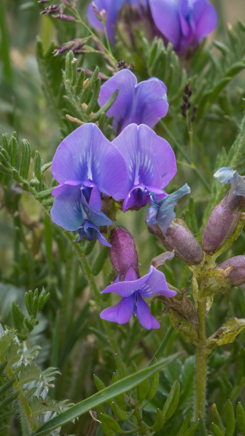 Oxytropis falcata photo 3