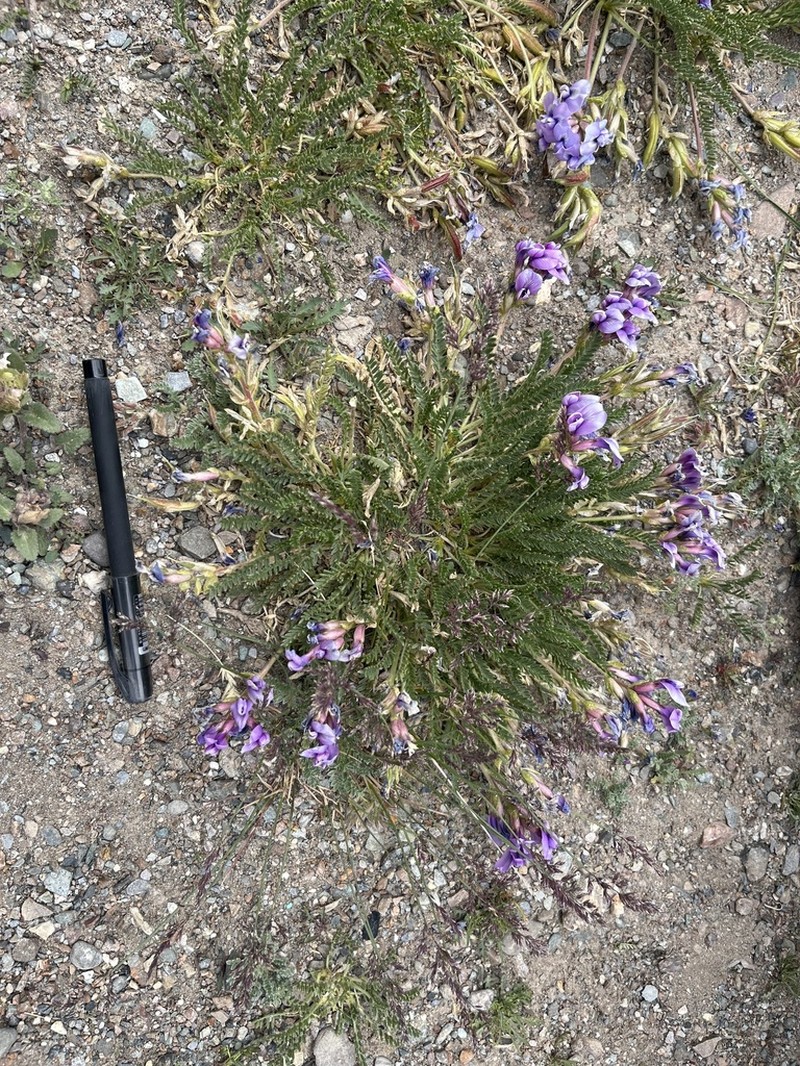 Oxytropis falcata photo 4