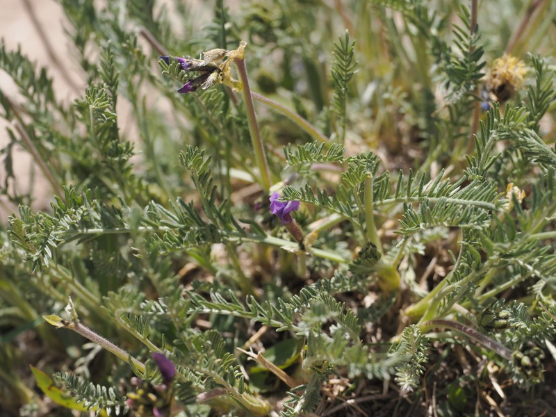 Oxytropis falcata photo 5
