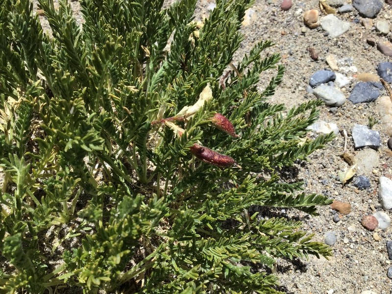 Oxytropis falcata photo 6
