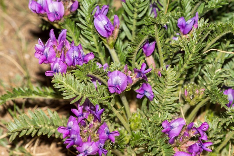 Oxytropis falcata photo 7