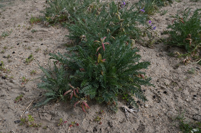 Oxytropis falcata photo 8