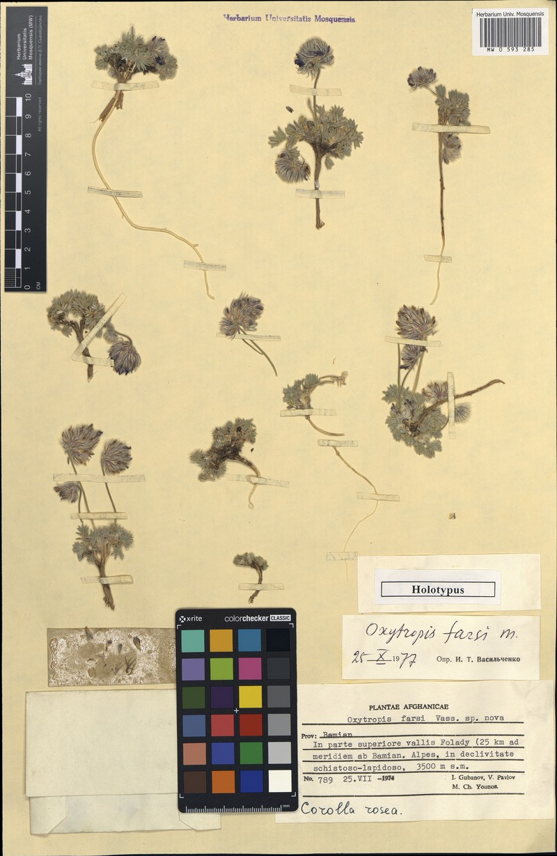 Oxytropis farsi