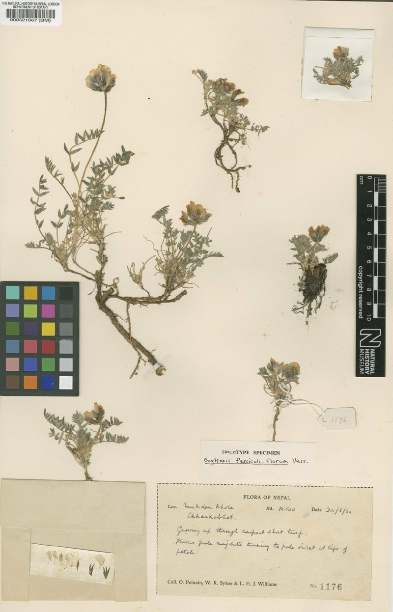 Oxytropis fasciculiflorum