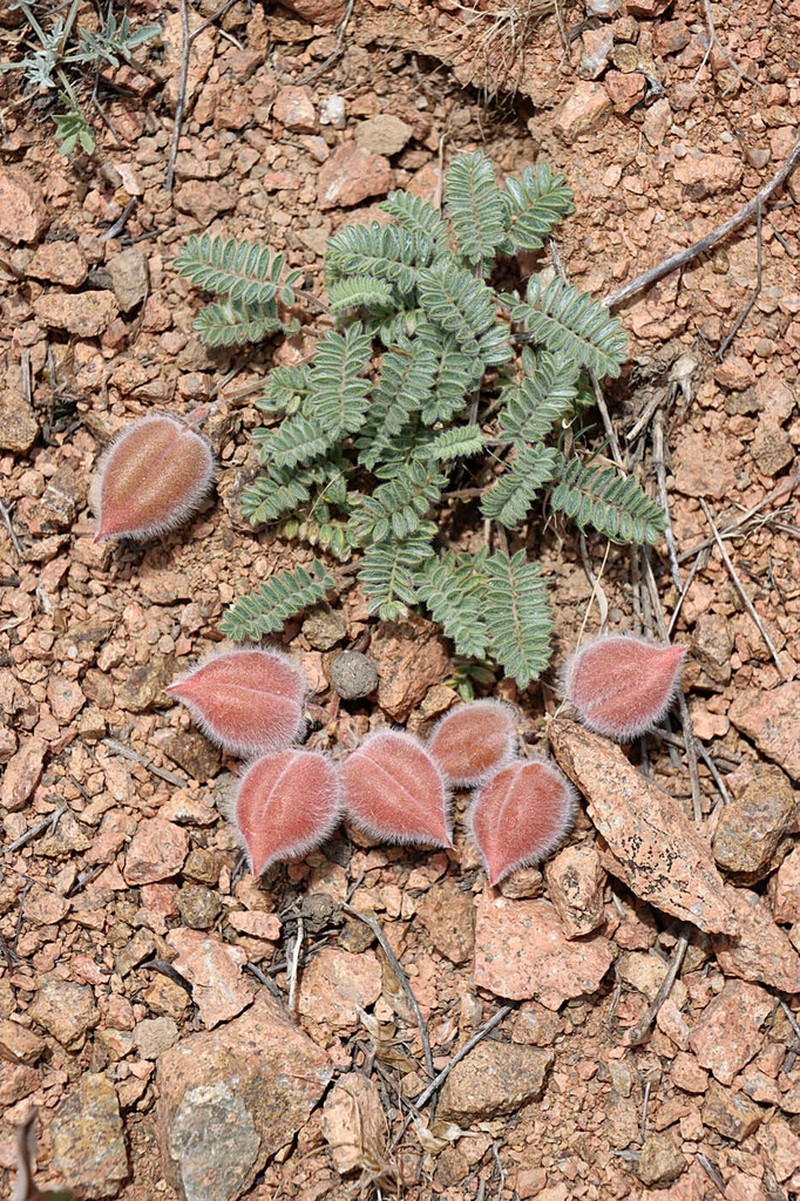 Oxytropis fedtschenkoana
