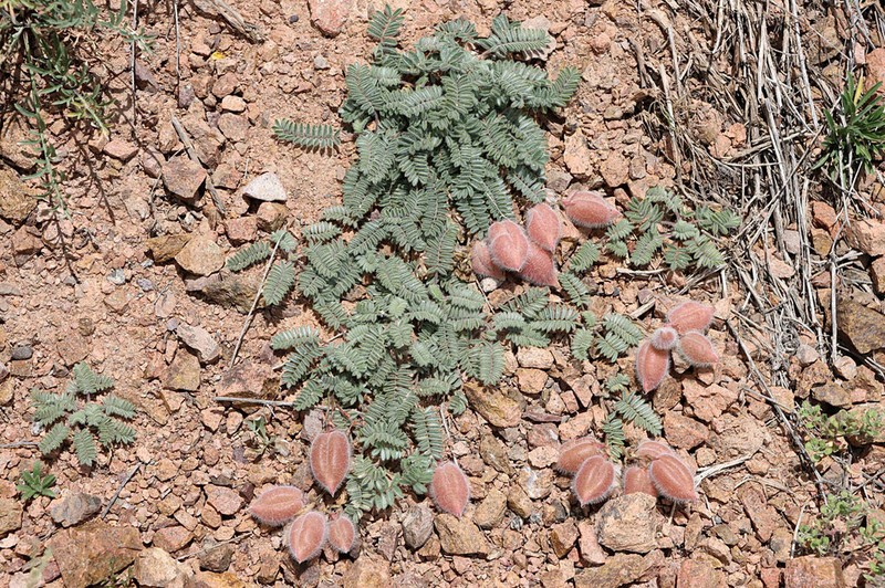 Oxytropis fedtschenkoana photo 2