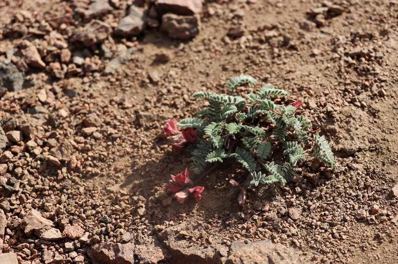 Oxytropis fedtschenkoana photo 3