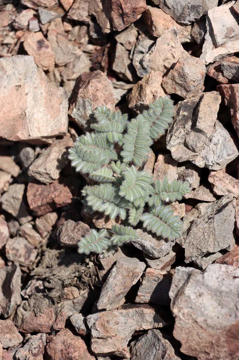 Oxytropis fedtschenkoana photo 6