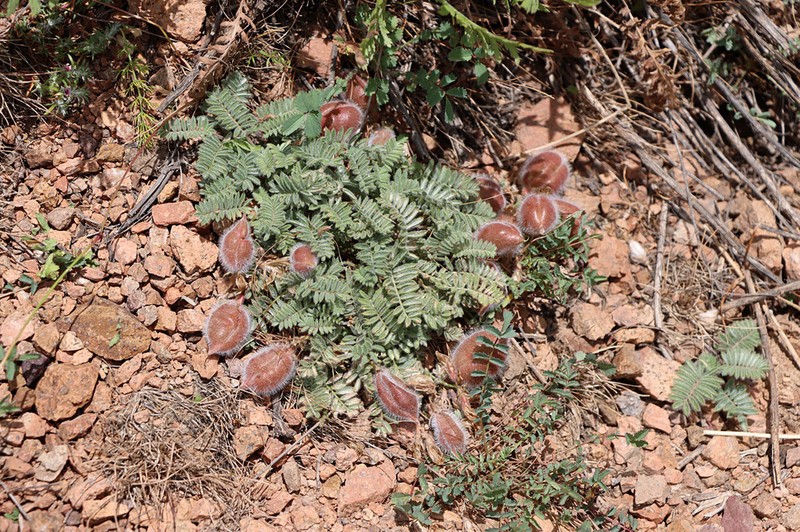 Oxytropis fedtschenkoana photo 7