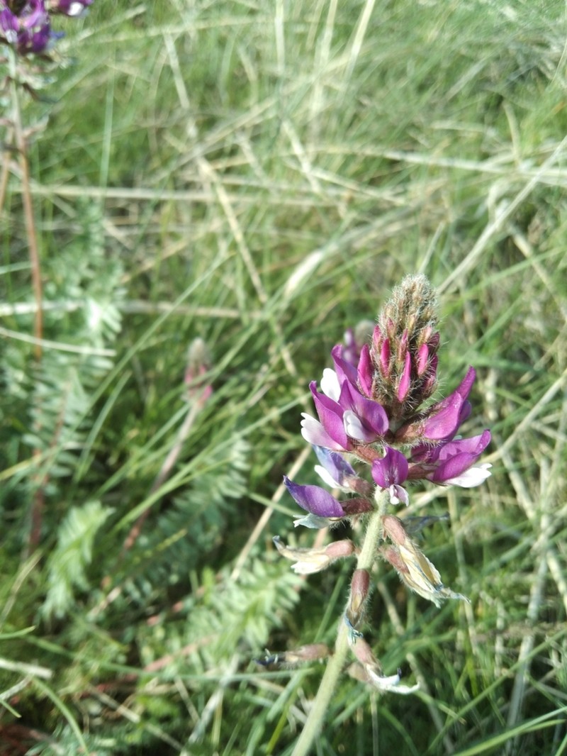 Oxytropis ferganensis photo 2