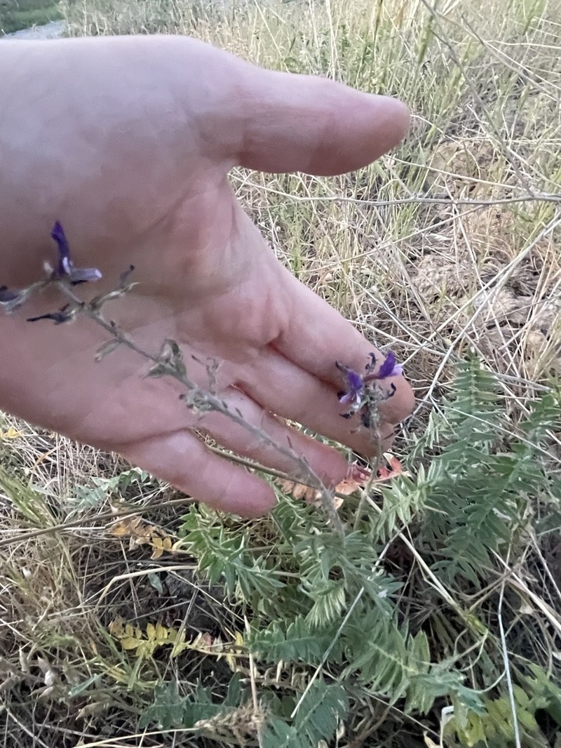 Oxytropis ferganensis photo 3