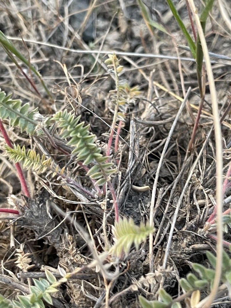 Oxytropis ferganensis photo 4