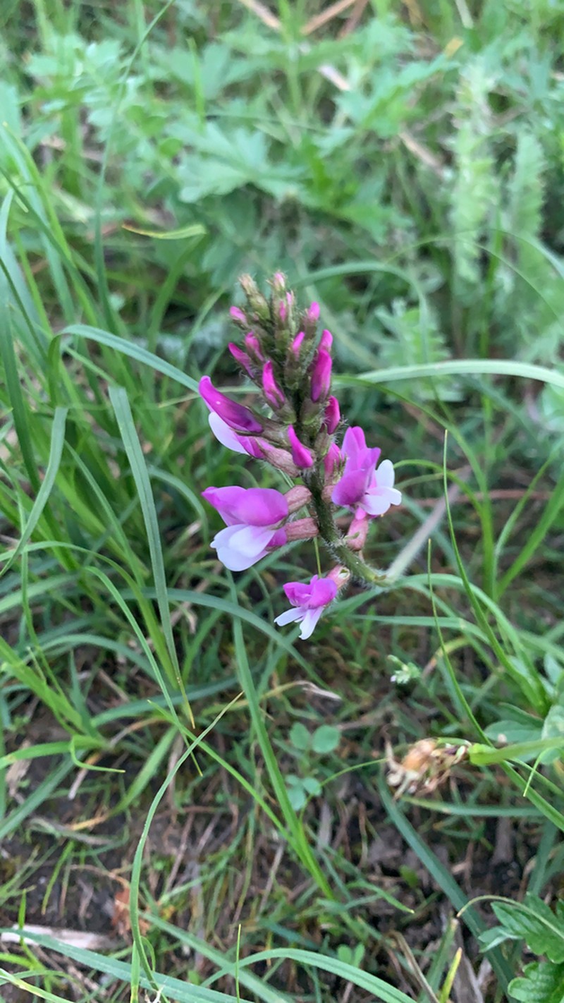 Oxytropis ferganensis photo 5