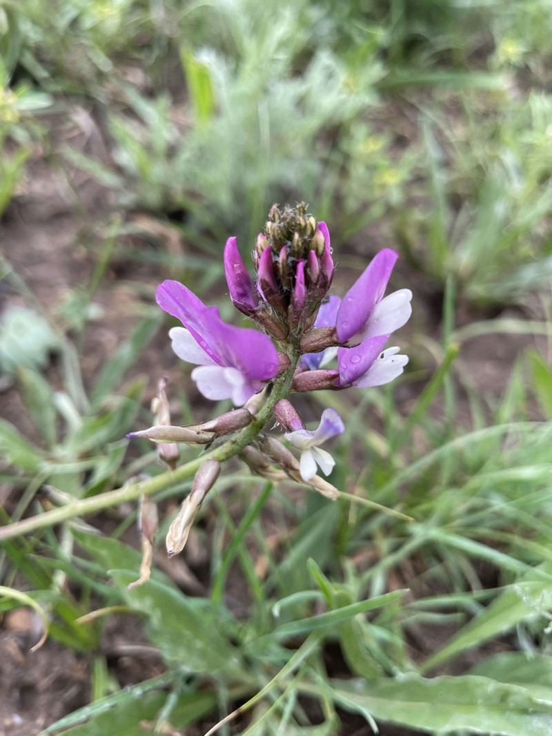 Oxytropis ferganensis photo 6