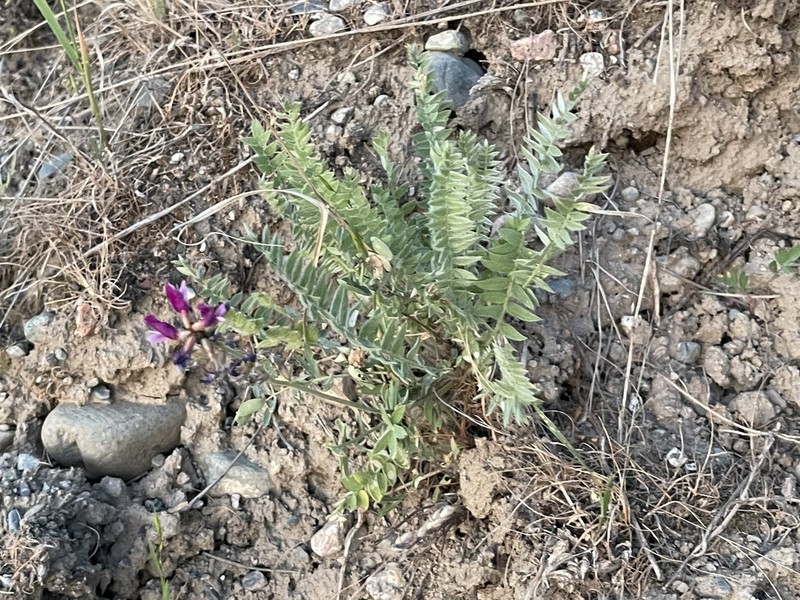 Oxytropis ferganensis photo 7
