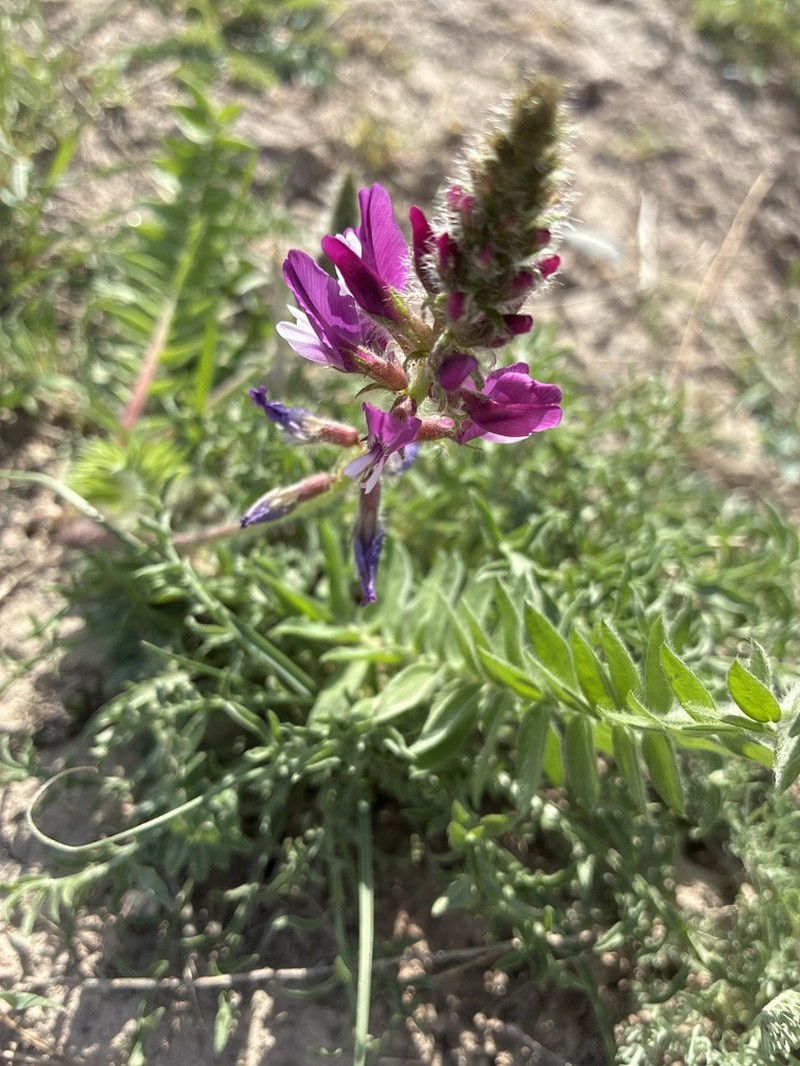 Oxytropis ferganensis photo 8