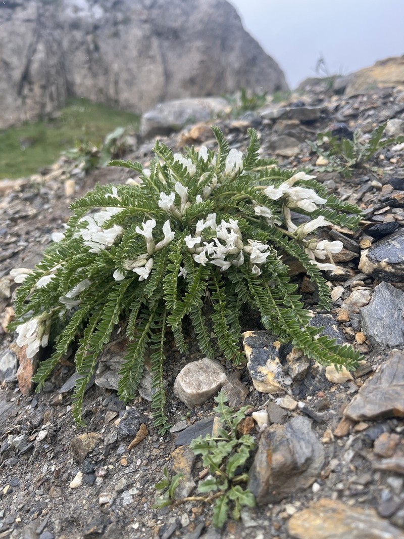 Oxytropis fetida