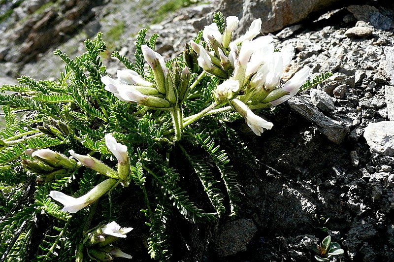 Oxytropis fetida photo 2