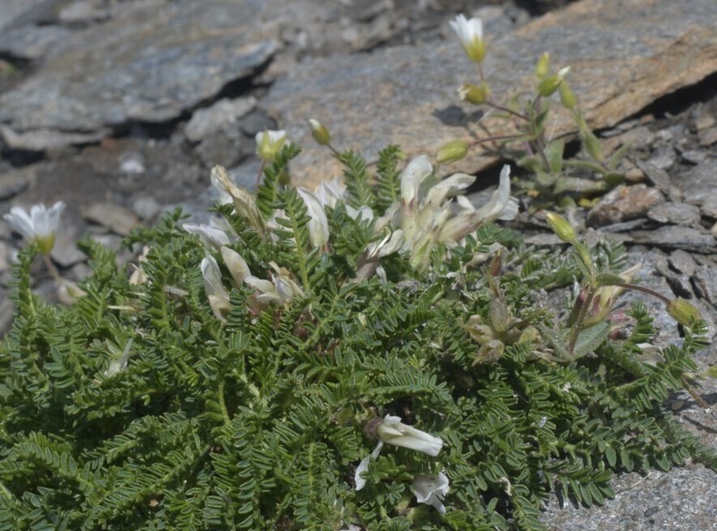 Oxytropis fetida photo 3