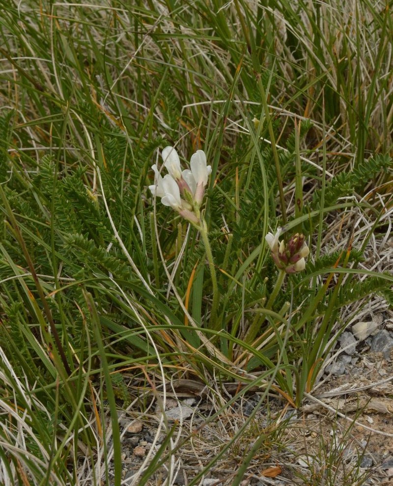 Oxytropis fetida photo 4