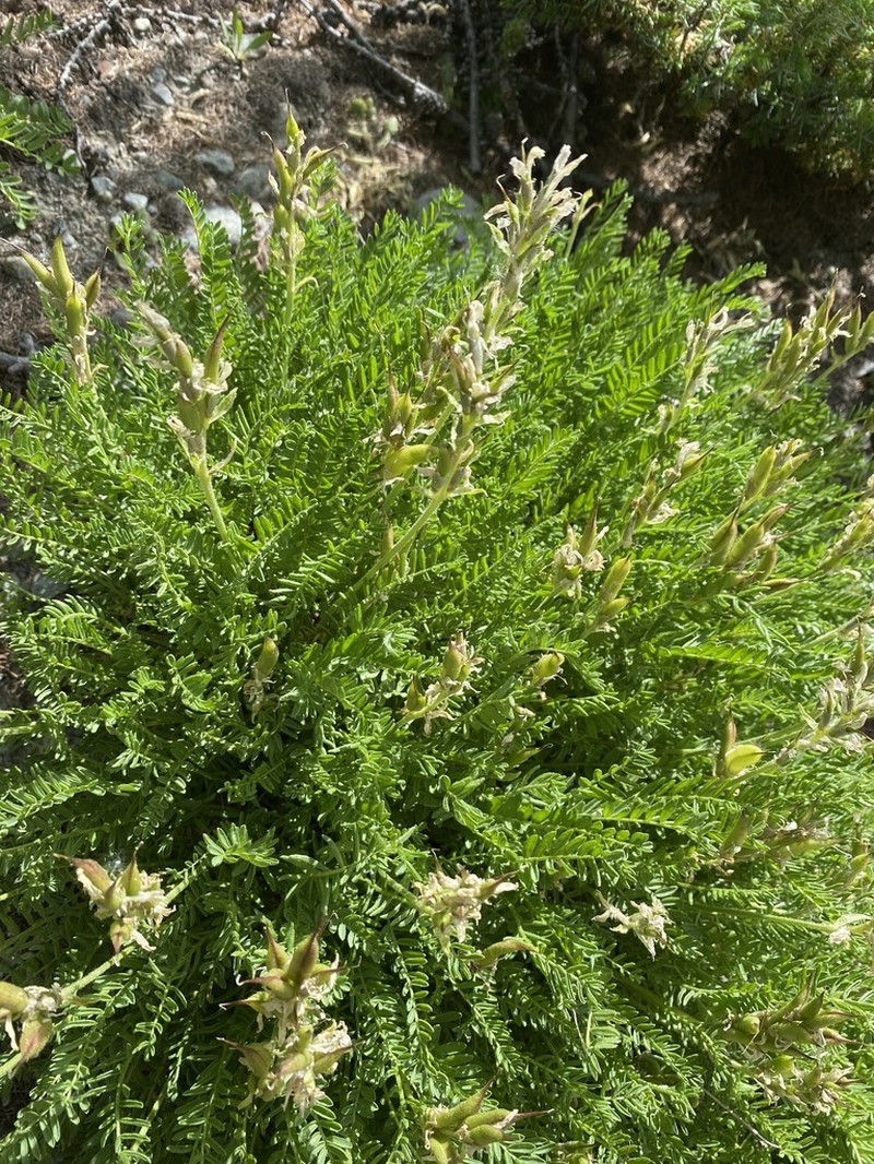 Oxytropis fetida photo 5