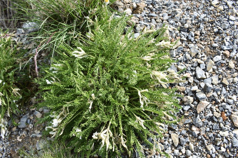 Oxytropis fetida photo 6