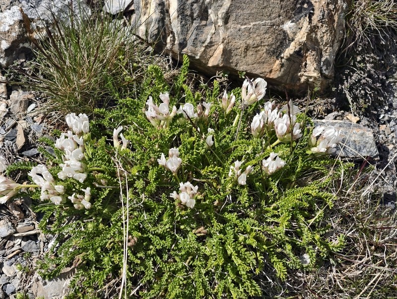 Oxytropis fetida photo 7