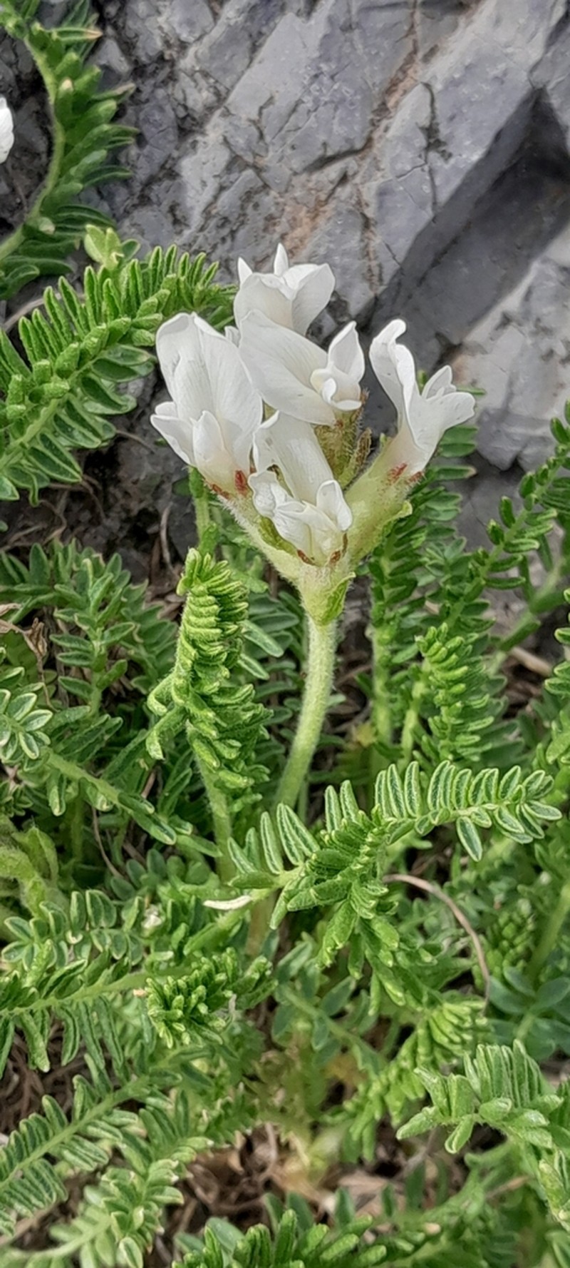Oxytropis fetida photo 8